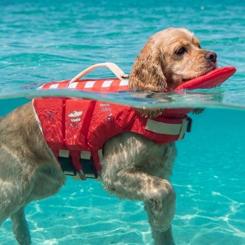 PawFloat™ Pet Safety Vest – Head Support & Rescue Ready